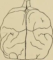 Picture 15 of 52 from Brain in relation to mind (1899), leaf 54