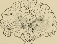 An illustration from Brain in relation to mind (1899)