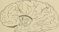 Picture 20 of 52 from Brain in relation to mind (1899), leaf 68