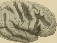 An illustration from Brain in relation to mind (1899)