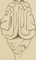 An illustration from Brain in relation to mind (1899)