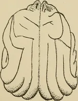 Picture 25 of 52 from Brain in relation to mind (1899), leaf 74
