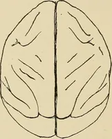 Picture 26 of 52 from Brain in relation to mind (1899), leaf 75