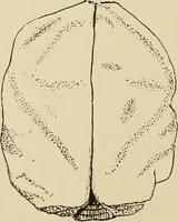 An illustration from Brain in relation to mind (1899)