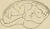 Picture 28 of 52 from Brain in relation to mind (1899), leaf 76