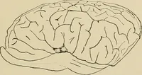 Picture 29 of 52 from Brain in relation to mind (1899), leaf 76