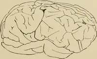 An illustration from Brain in relation to mind (1899)