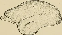 Picture 31 of 52 from Brain in relation to mind (1899), leaf 78