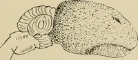 Picture 32 of 52 from Brain in relation to mind (1899), leaf 78