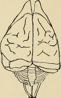 An illustration from Brain in relation to mind (1899)