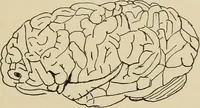 An illustration from Brain in relation to mind (1899)