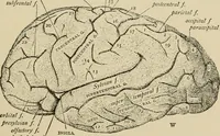 Picture 35 of 52 from Brain in relation to mind (1899), leaf 80