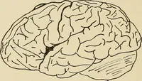 An illustration from Brain in relation to mind (1899)