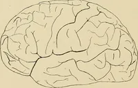 Picture 37 of 52 from Brain in relation to mind (1899), leaf 81