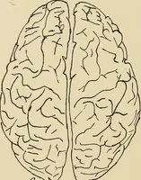 An illustration from Brain in relation to mind (1899)