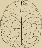Picture 39 of 52 from Brain in relation to mind (1899), leaf 84