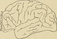 Picture 40 of 52 from Brain in relation to mind (1899), leaf 85