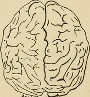 Picture 41 of 52 from Brain in relation to mind (1899), leaf 85
