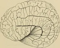 An illustration from Brain in relation to mind (1899)