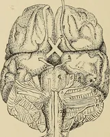 Picture 44 of 52 from Brain in relation to mind (1899), leaf 87