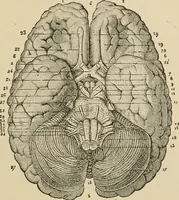 Picture 45 of 52 from Brain in relation to mind (1899), leaf 88