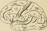 Picture 46 of 52 from Brain in relation to mind (1899), leaf 89