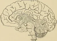 An illustration from Brain in relation to mind (1899)