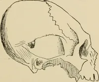 An illustration from Brain in relation to mind (1899)