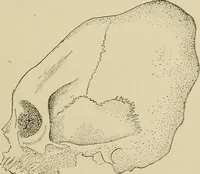 An illustration from Brain in relation to mind (1899)