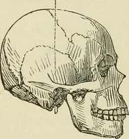 An illustration from Brain and mind; or, Mental science considered in accordance withthe principles of phrenology, and in relation to modern physiology (1882)