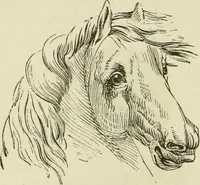 An illustration from Brain and mind; or, Mental science considered in accordance withthe principles of phrenology, and in relation to modern physiology (1882)