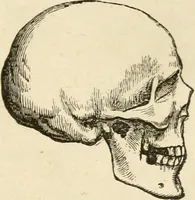 An illustration from Brain and mind; or, Mental science considered in accordance withthe principles of phrenology, and in relation to modern physiology (1882)
