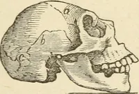 An illustration from Brain and mind; or, Mental science considered in accordance withthe principles of phrenology, and in relation to modern physiology (1882)