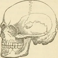 An illustration from Brain and mind; or, Mental science considered in accordance withthe principles of phrenology, and in relation to modern physiology (1882)
