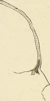 An illustration from Brain and mind; or, Mental science considered in accordance withthe principles of phrenology, and in relation to modern physiology (1882)