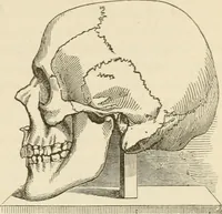 An illustration from Brain and mind; or, Mental science considered in accordance withthe principles of phrenology, and in relation to modern physiology (1882)