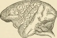 An illustration from Brain and mind; or, Mental science considered in accordance withthe principles of phrenology, and in relation to modern physiology (1882)