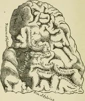 An illustration from Brain and mind; or, Mental science considered in accordance withthe principles of phrenology, and in relation to modern physiology (1882)