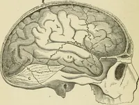 Picture 15 of 119 from Brain and mind; or, Mental science considered in accordance withthe principles of phrenology, and in relation to modern physiology (1882), leaf 55