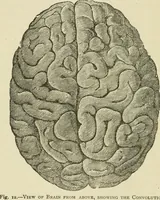 An illustration from Brain and mind; or, Mental science considered in accordance withthe principles of phrenology, and in relation to modern physiology (1882)