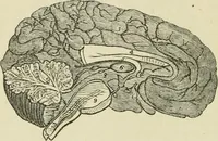 An illustration from Brain and mind; or, Mental science considered in accordance withthe principles of phrenology, and in relation to modern physiology (1882)