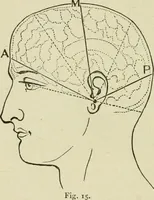 An illustration from Brain and mind; or, Mental science considered in accordance withthe principles of phrenology, and in relation to modern physiology (1882)