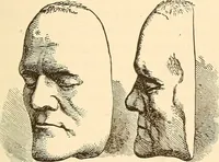 An illustration from Brain and mind : or, Mental science considered in accordance with the principles of phrenology, and in relation to modern physiology (1895)