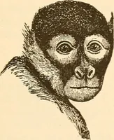 An illustration from Brain and mind : or, Mental science considered in accordance with the principles of phrenology, and in relation to modern physiology (1895)