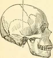 An illustration from Brain and mind : or, Mental science considered in accordance with the principles of phrenology, and in relation to modern physiology (1895)
