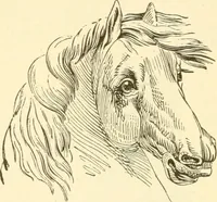 Picture 87 of 124 from Brain and mind : or, Mental science considered in accordance with the principles of phrenology, and in relation to modern physiology (1895), leaf 193