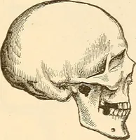 An illustration from Brain and mind : or, Mental science considered in accordance with the principles of phrenology, and in relation to modern physiology (1895)