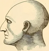 An illustration from Brain and mind : or, Mental science considered in accordance with the principles of phrenology, and in relation to modern physiology (1895)