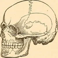 An illustration from Brain and mind : or, Mental science considered in accordance with the principles of phrenology, and in relation to modern physiology (1895)