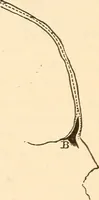 An illustration from Brain and mind : or, Mental science considered in accordance with the principles of phrenology, and in relation to modern physiology (1895)